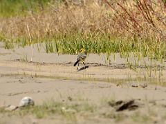 17 Small Yellow Bird At Kulquin Bulak Camp In Shaksgam Valley On Trek To Gasherbrum North Base Camp In China.jpg